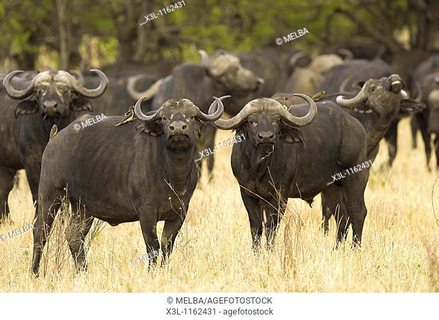 Cape buffalo Syncerus caffer Serengeti National Park Tanzania Africa