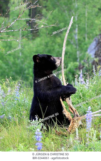 American Black Bear (Ursus americanus), cub, six months, captive
