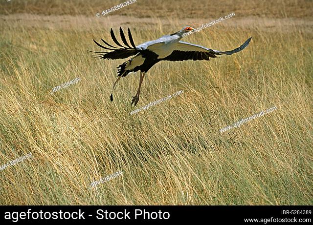 Secretary bird (sagittarius serpentarius), adult in flight, Serengeti Park in Tanzania