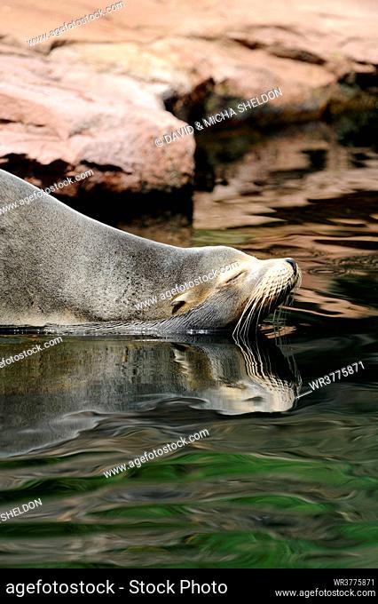 California Sea Lion (Zalophus californianus) by the water