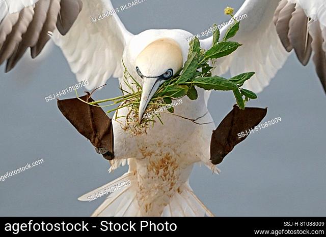 Northern Gannet (Morus bassanus). Adult landing in breeding colony, with nesting material in its bill. Helgoland, Germany