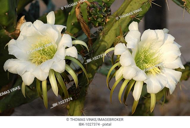 Midnight Ladies (Harrisia pomanensis), two blossoms in the morning sun, Gran Chaco, Paraguay, South America