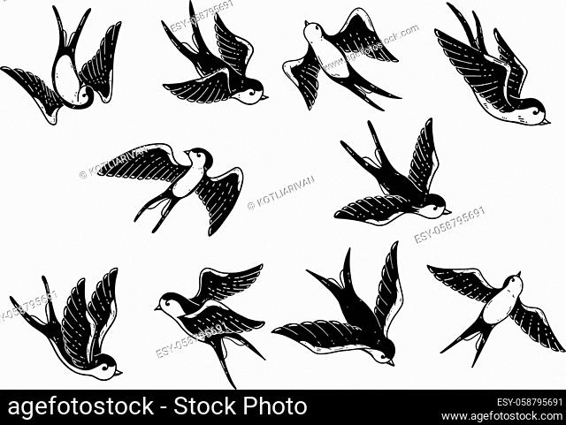 Set of hand drawn swallow illustrations on white background. Design elements for poster, card. Vector image