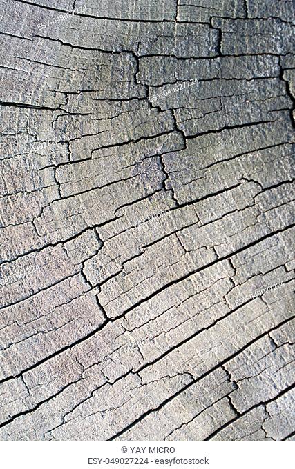 Cut tree stump surface as a background texture