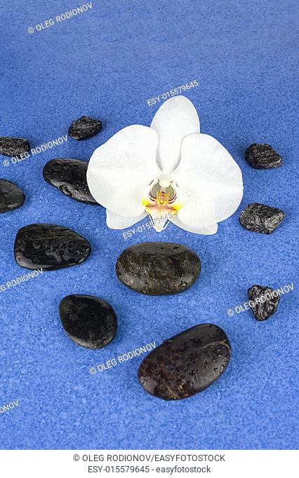Black spa stones and white orchid flowers over blue background. Closeup
