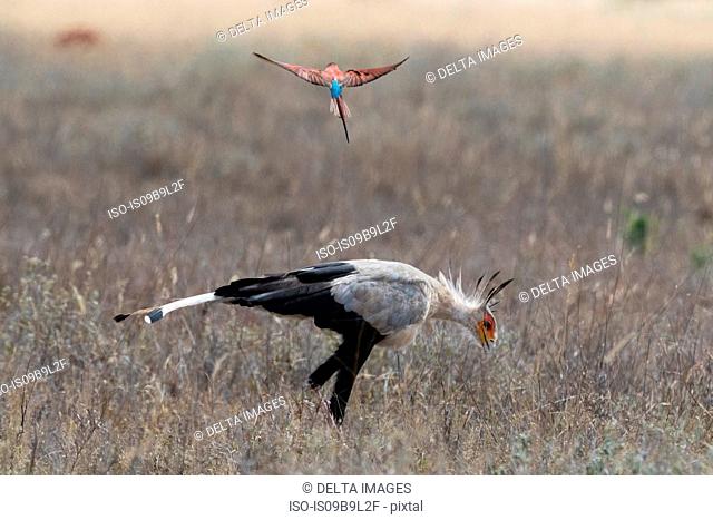 A Secretary Bird (Sagittarius serpentarius), searching for food, followed by a carmine bee-eater (Merops rubicus), Tsavo, Kenya, Africa