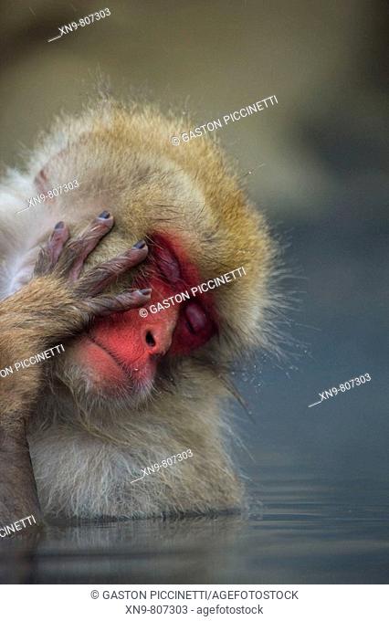Sleepy Japanese Macaque (Macaca fuscata), Jigokudani Yaen-koen. Japan