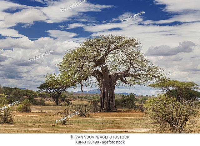 Lonely tree, Savanna landscape, Tanzania, East Africa