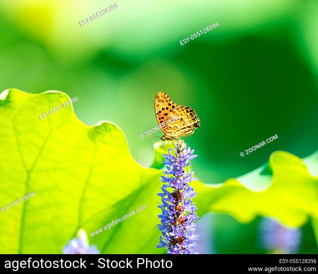 yellow butterfly settled on the pickerelweed flower in lotus pond