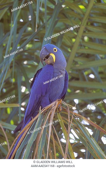 Hyacinth Macaw, wild, (Anodorhynchus hyacinthinus) Pantanal, Brazil