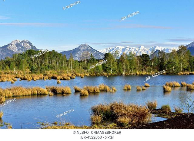 Wet peat ditch with common club-rush (Schoenoplectus lacustris), at back snowy Kaisergebirge, Nicklheim, Alpine Foothills, Bavaria, Germany