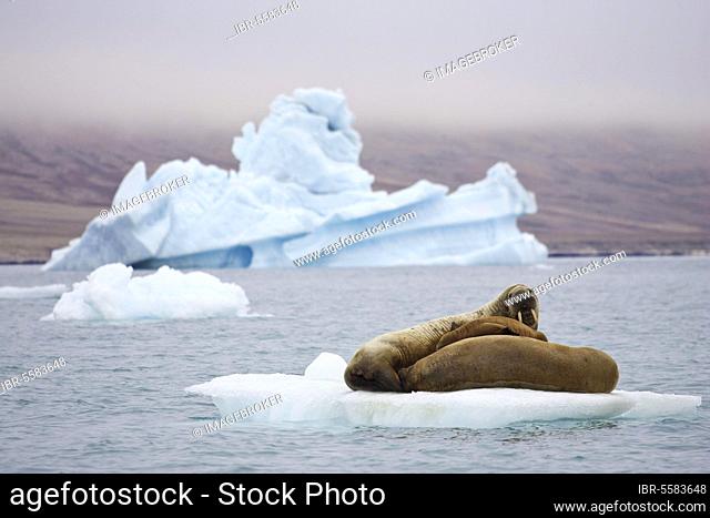Atlantic walrus (Odobenus rosmarus rosmarus) two adults and pup, stretched out on a small slab of ice, with weathered blue iceberg in background, Baffin Bay