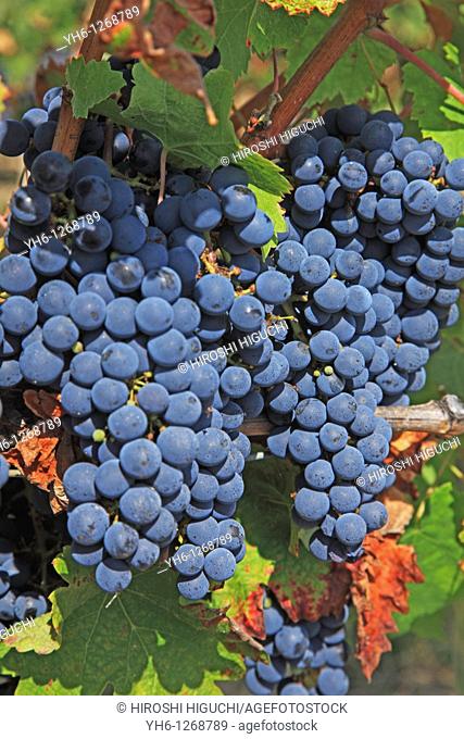 France, Girode, Medoc, Bordeaux vineyards, red wine grapes