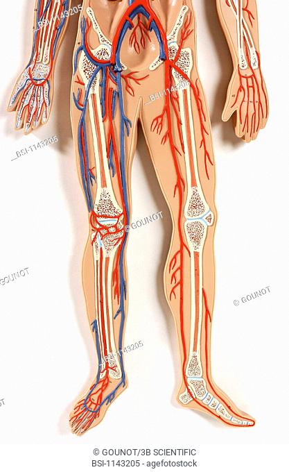Anatomic model of the systemic blood circulation of the pelvis and the lower limbs of an adult human body, The blood circulates in the organisme through a...