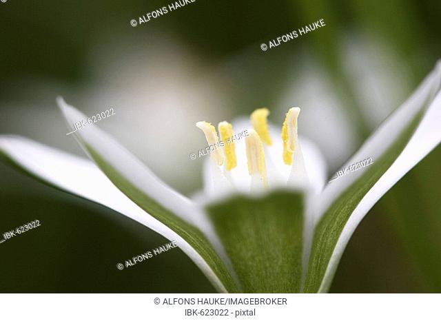 Star-of-Bethlehem or Grass Lily (Ornithogalum umbellatum), Donauauen, Ingolstadt, Bavaria, Germany, Europe