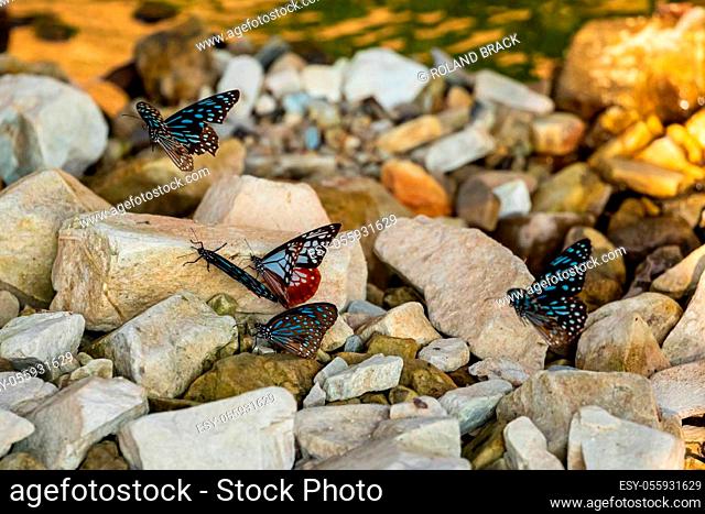 Blue Tiger Butterfly on a stone at a river in Vietnam