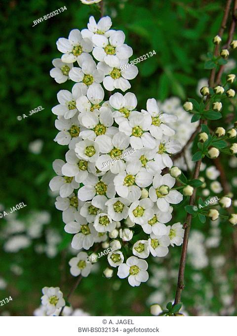 Garland Wreth (Spiraea x arguta, Spiraea arguta, Spiraea multiflora x Spiraea thunbergii), inflorescence