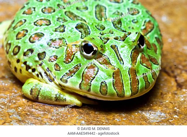 Horned Frog (Ceratophrys cornuta) South America