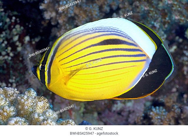 Blacktail butterflyfish (Chaetodon austriacus), swimming, Egypt, Red Sea