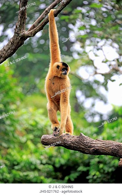 Yellow Cheeked Gibbon, golden-cheeked gibbon, yellow-cheeked crested gibbon, golden-cheeked crested gibbon, red-cheeked gibbon, (Nomascus gabriellae)