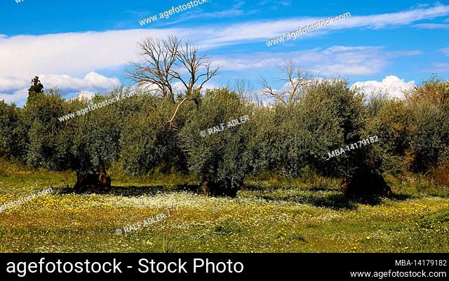 Greece, Greek Islands, Ionian Islands, Corfu, spring, spring meadows, three rather small olive trees next to each other on a colorful spring meadow