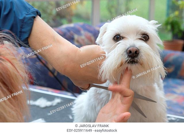 Grooming the head of a white Maltese dog with scissors. The dog is looking at the camera