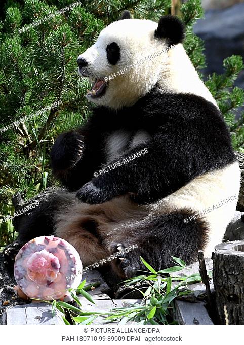 10 July 2018, Germany, Berlin: Panda female Meng Meng eats her birthday cake at her enclosure at the Berlin Zoological Garden