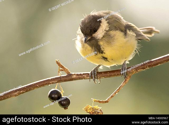 great tit standing on black currant branch