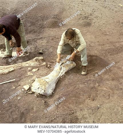 Protecting a limb bone of a Sauropod dinosaur with plaster prior to transit