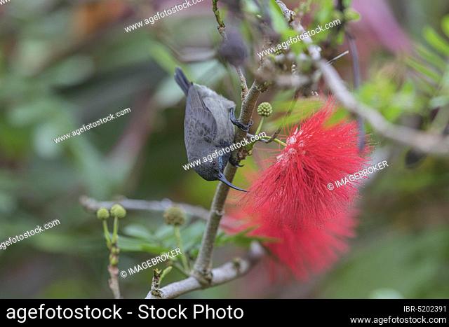 Seychelles Sunbird, Mahe (Cinnyris dussumieri), Seychelles, Africa