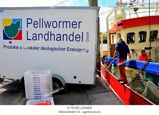 Germany, Schleswig-Holstein, North Frisia (Northern Friesland), Pellworm, harbour, shrimp boat, catch load