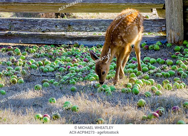 Young deer eating apples at the Ruckle farm, Ruckle Provincial Park, Salt spring Island, British Columbia, Canada
