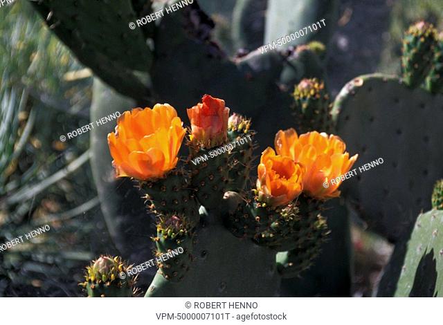OPUNTIA FICUS-INDICA - OPUNTIA FICUS INDICAINDIAN FIG - PRICKLY PEAR IN BLOOMTENERIFE - CANARY ISLANDS - SPAIN