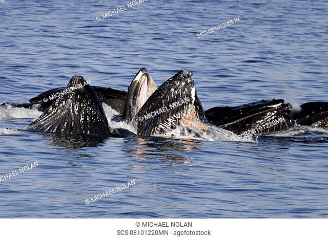 Humpback Whales Megaptera novaeangliae cooperatively bubble-net feeding in Southeast Alaska, USA