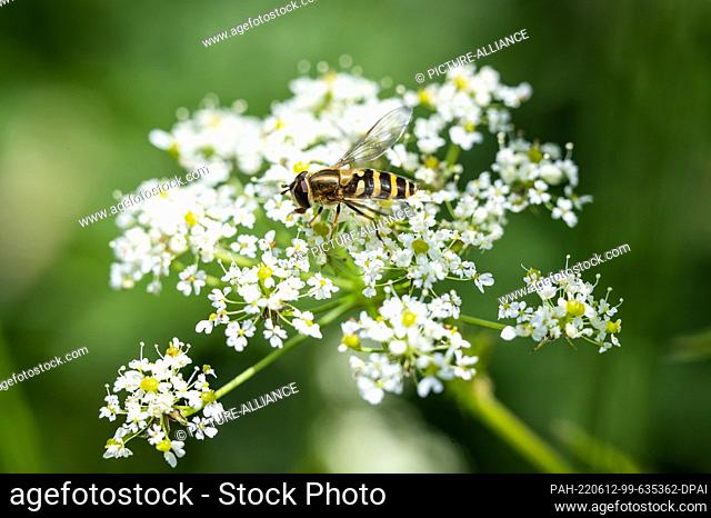 11 June 2022, Baden-Wuerttemberg, Denkingen: A hoverfly on a plant. Photo: Silas Stein/. - Denkingen/Baden-Wuerttemberg/Germany