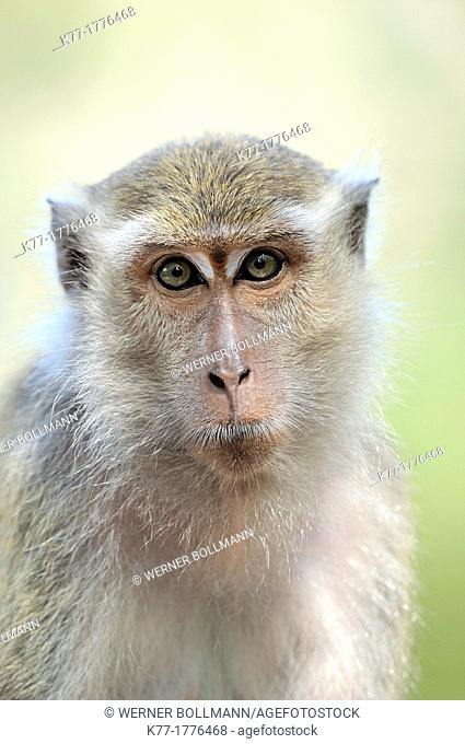 Long-tailed Macaque Macaca fascicularis, Tanjung Puting National Park, Province Kalimantan, Borneo, Indonesia
