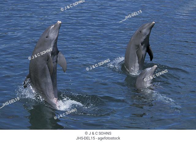 Bottle Nosed Dolphin , Tursiops truncatus , Roatan , Honduras , Carib , Adults , Group jumping out of the water