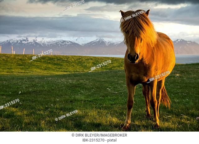 Icelandic horse, Husavik area, Norðurland eystra region, or north-east region, Iceland, Europe