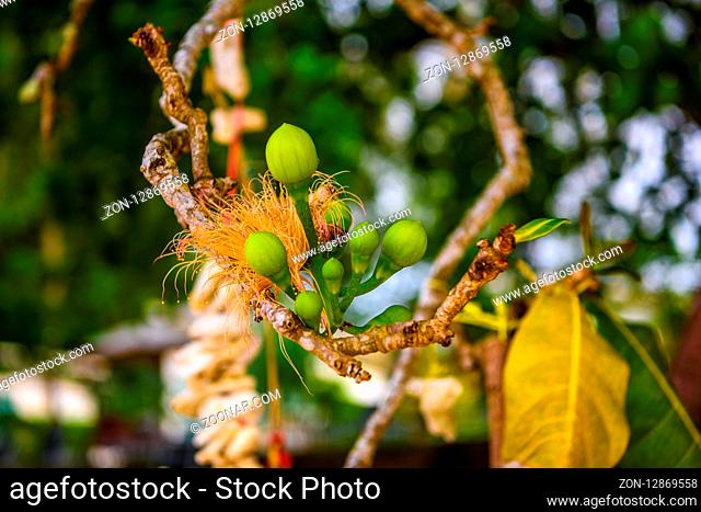 Smal green young frutis on tree branch macro, White Sand Beach Khao Lak, Phang-nga, Thailand