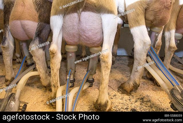 Domestic goat, Saanen and British Alpine kid goats, herd being milked in the parlour, Lancashire, England, United Kingdom, Europe