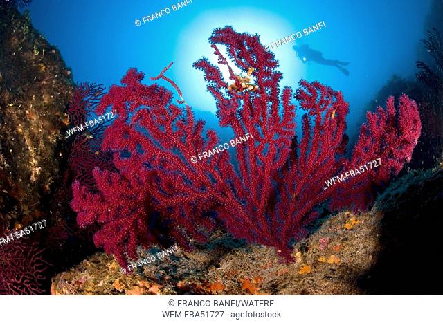 Diver and Red Gorgonia, Paramuricea clavata, Marettimo, Aegadian Islands, Sicily, Mediterranean Sea, Italy