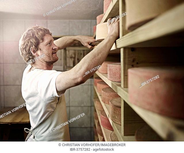 Dairyman storing his mountain cheese, Steinbergalm, Inneralpbach, Alpbach, Tyrol, Austria