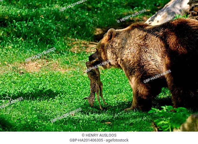 European Brown Bear (Ursus arctos) - With prey - young roe deer (Capreolus capreolus)