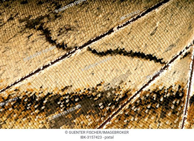 Scales of a butterfly's wing of the Meander Prepona (Archaeoprepona meander), underside of a wing, Tambopata, Peru