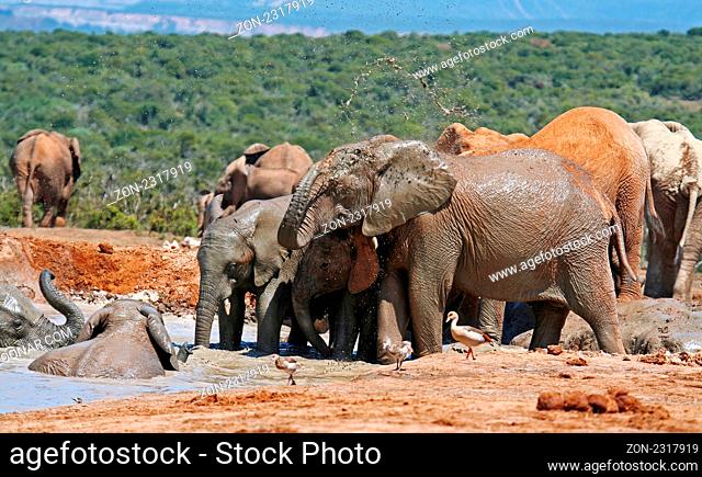 Badende Elefanten, Südafrika; bathing elephants, south africa, Loxodonta africana
