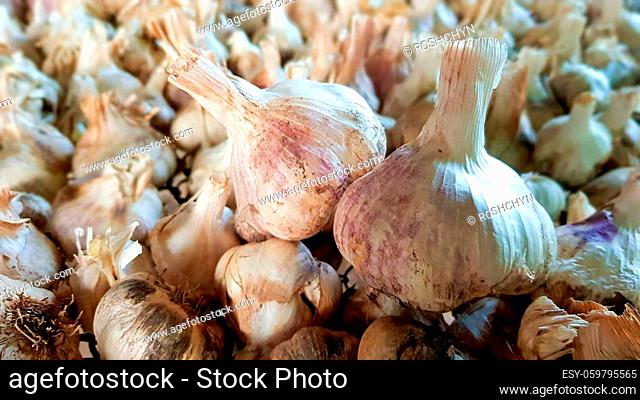 A lot of messidor garlic is spread out in the open air. This variety is high yielding good quality, ripens early and has a high yield, grown in Holland