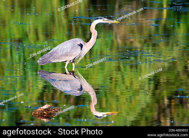 Great Blue Heron fishing in the low swamp waters