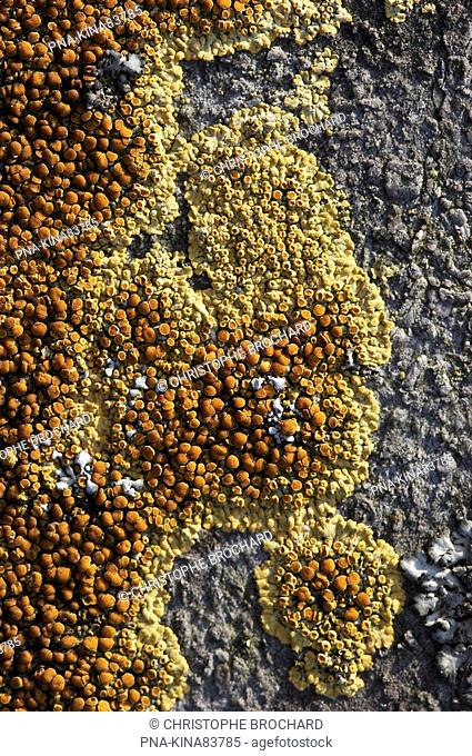 Firedot lichen Caloplaca saxicola - Hoog Keppel, Achterhoek, Guelders, The Netherlands, Holland, Europe