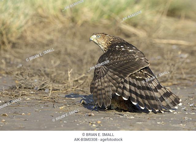 Immature Cooper's Hawk (Accipiter cooperii) sitting on top of a caught prey in Chambers County, Texas, USA. Shielding its kill from rivals