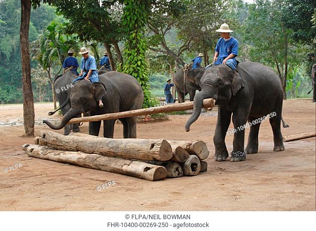 Asian Elephant Elephas maximus adults, working with mahouts, moving logs, Elephant Conservation Centre, Thailand, november